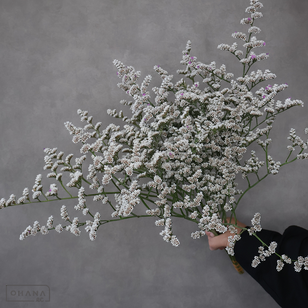 HBスターチス　オリンピアーナ 秀50cm