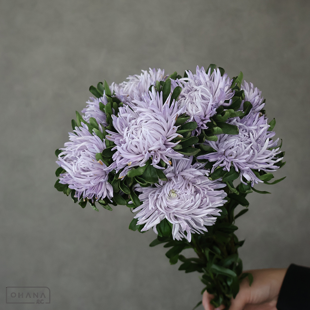アスター紫　ＳＴマッシュラベンダー　65cm  ※花キズあり
