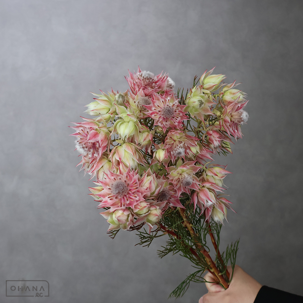 セルリア　アヨバシューティングスター  50cm 6-9F