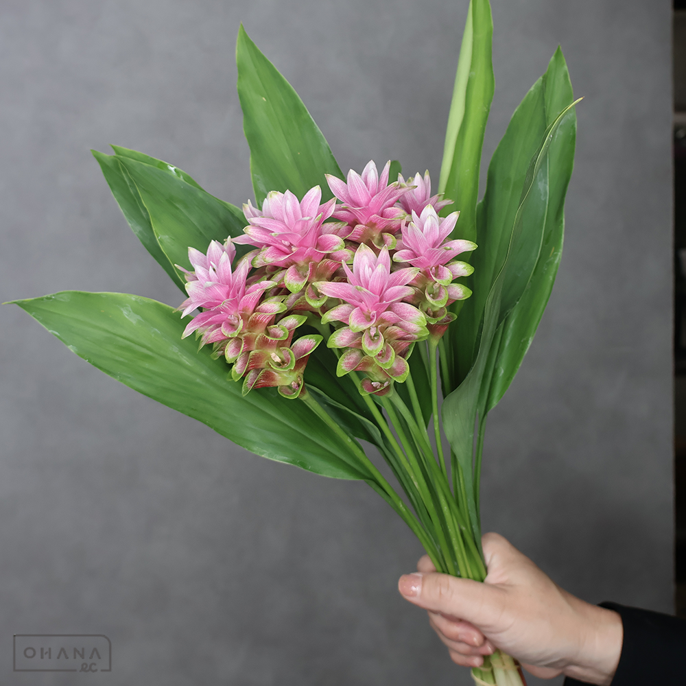 クルクマ　パルビフローラ　秀  30cm