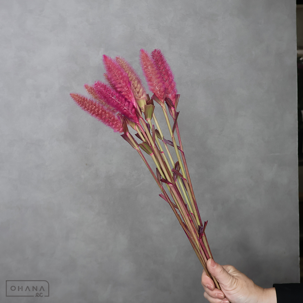 アワ　染色５色 ⑤　秀  65cm