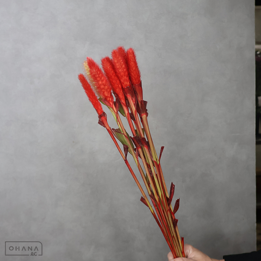 アワ　染色５色 ②　秀  65cm
