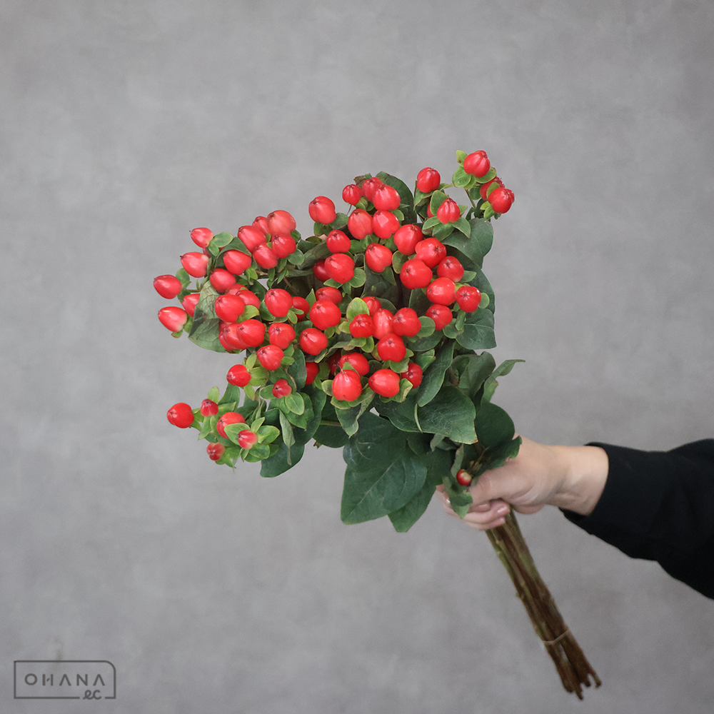 ヒペリカム　マジカルトリンプ　70cm
