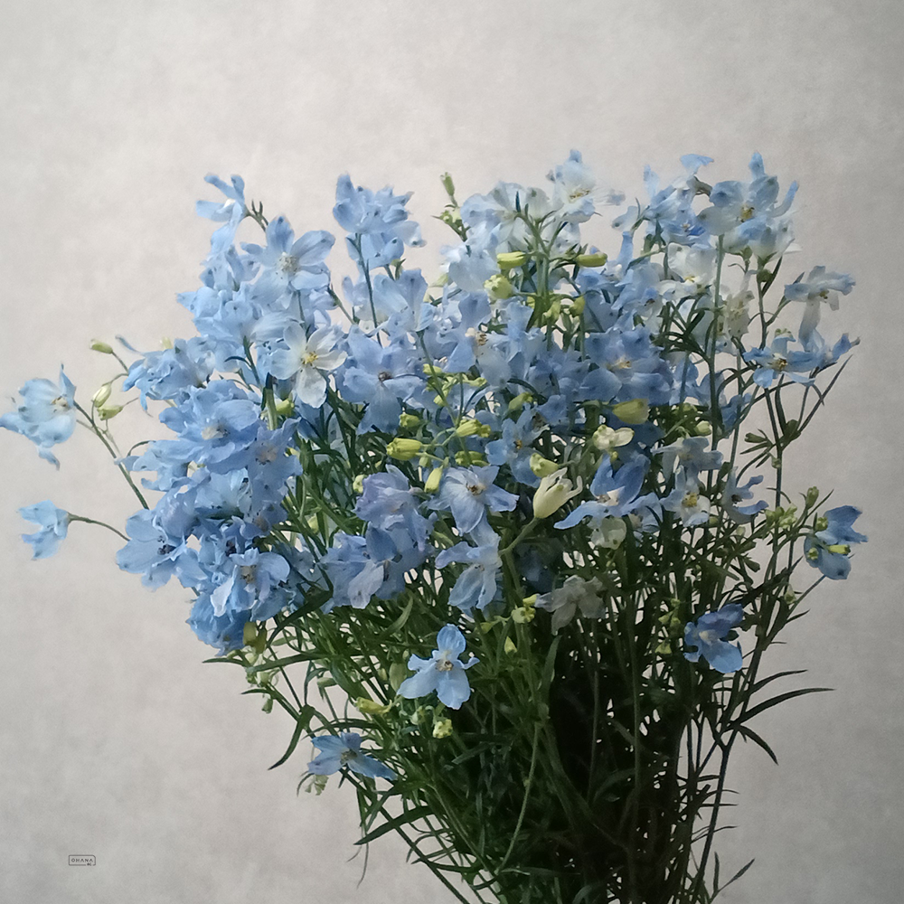 デルフィニウム ＳＰシフォンブルー 秀50cm