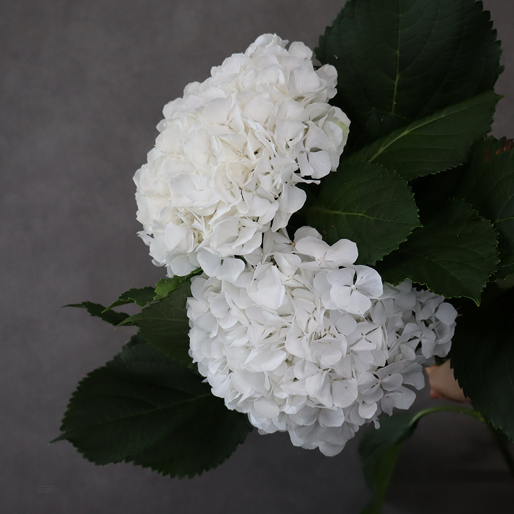 アジサイ　ホワイトベレナ　※2本束　 花径15cm