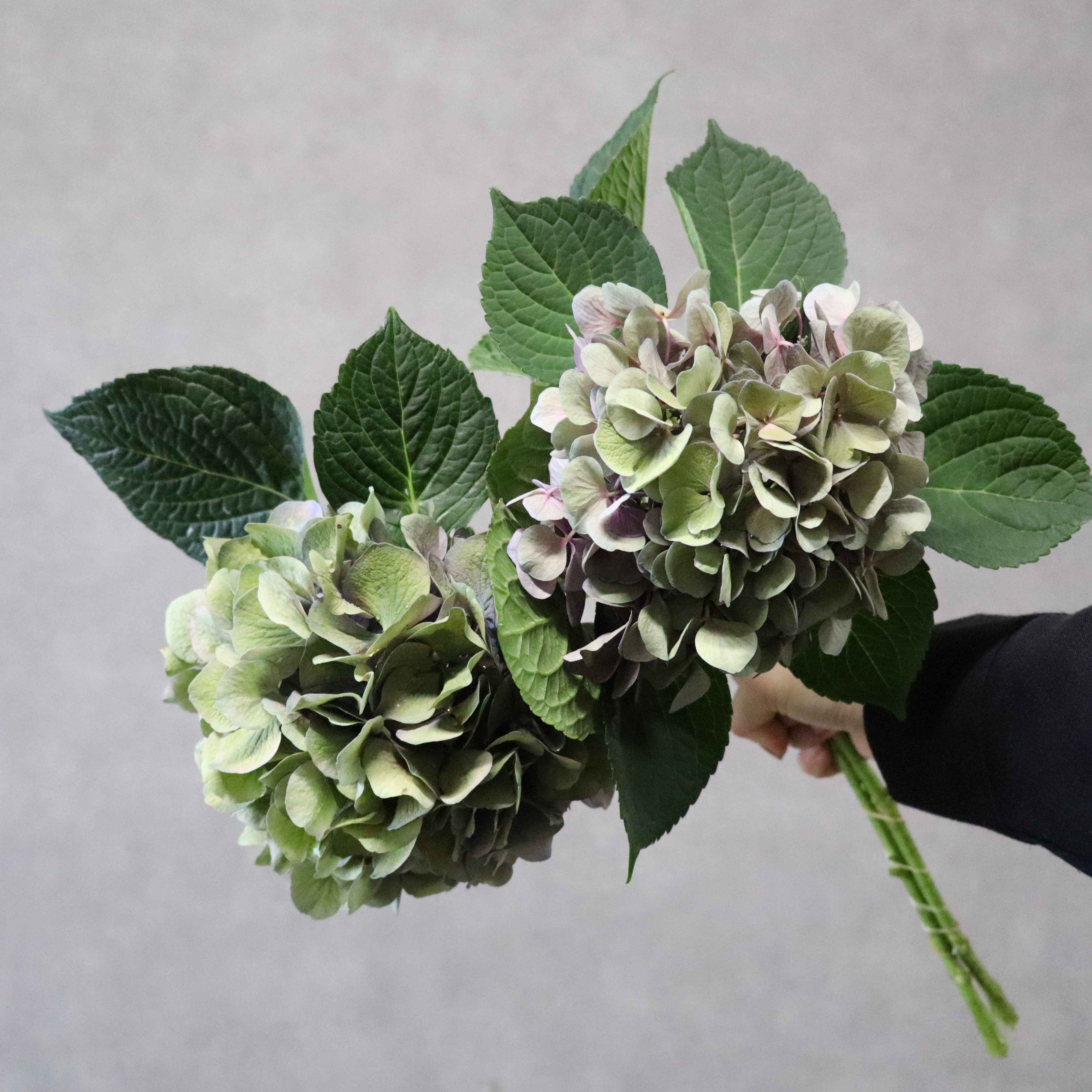 アジサイ　ＡＭガーネットパープル ※2本束 花径15cm※写真参照・個体差あり・色指定不可