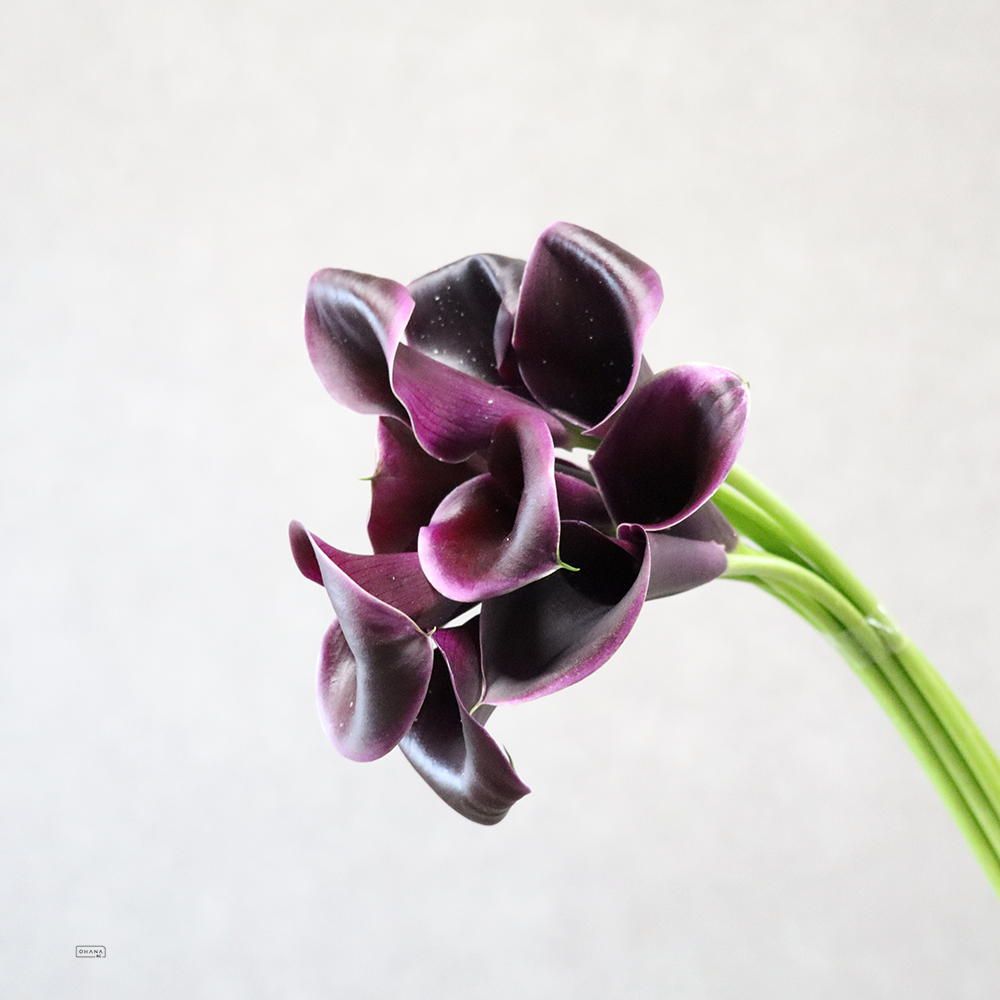 カラー　カントール　秀50cm