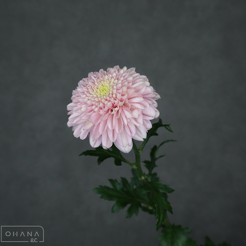 マム　セイオペラピンク　優 75cm