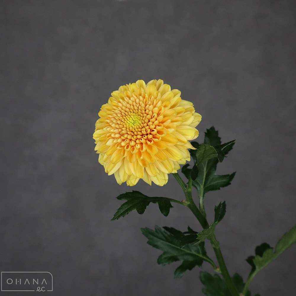 マム　セイオペラオレンジ　優 75cm