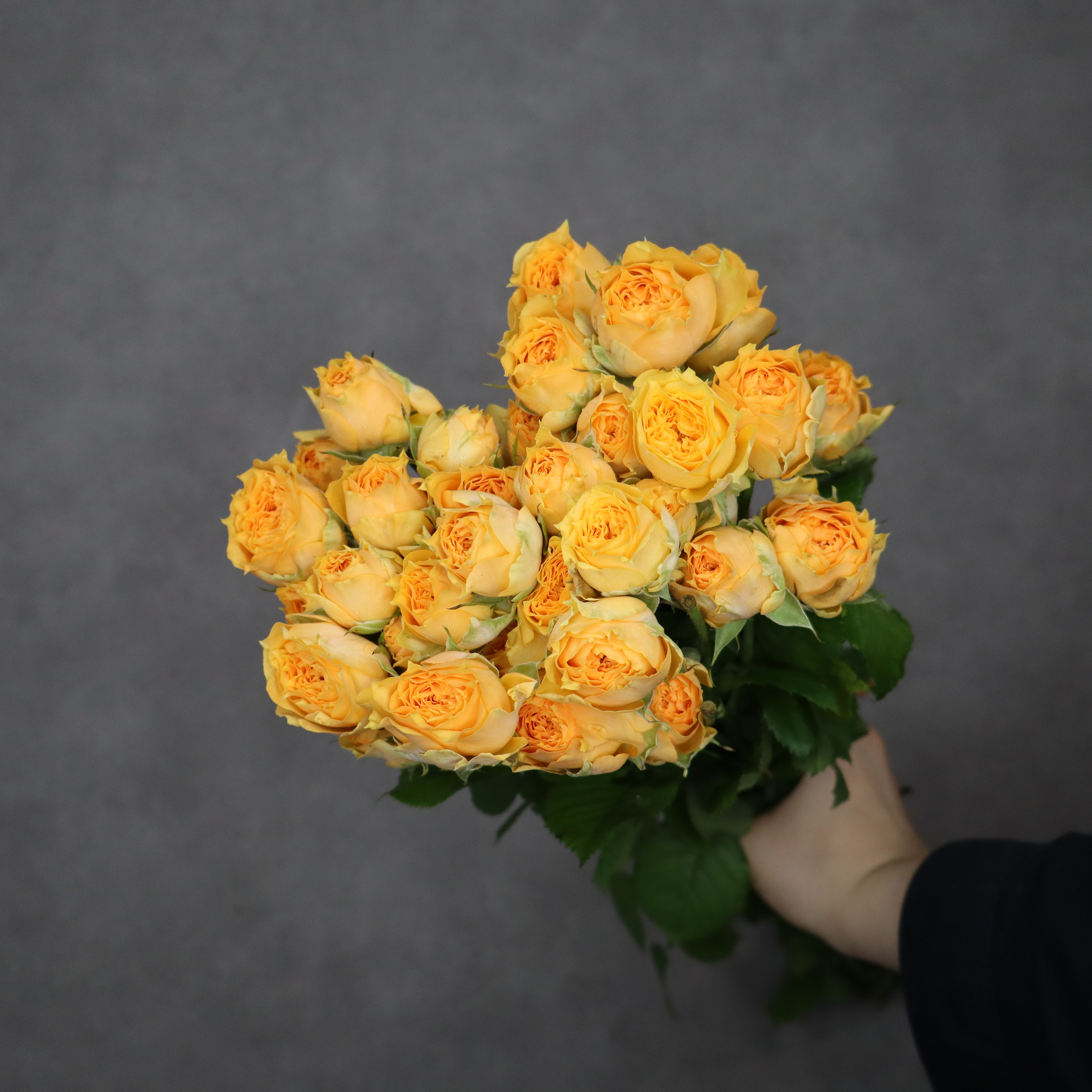 スプレーバラ　リマソール　秀  60cm