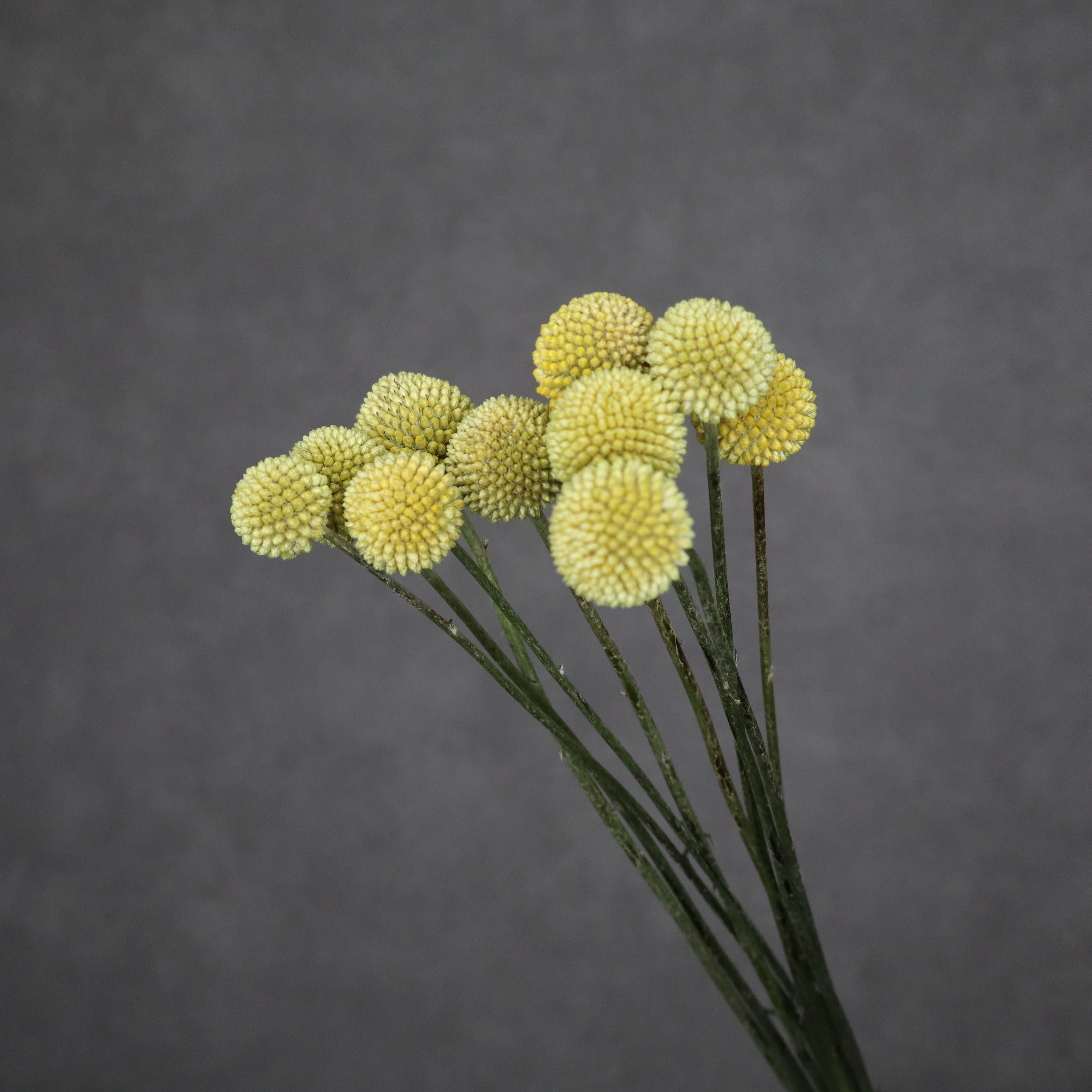 クラスペディア　　  60cm