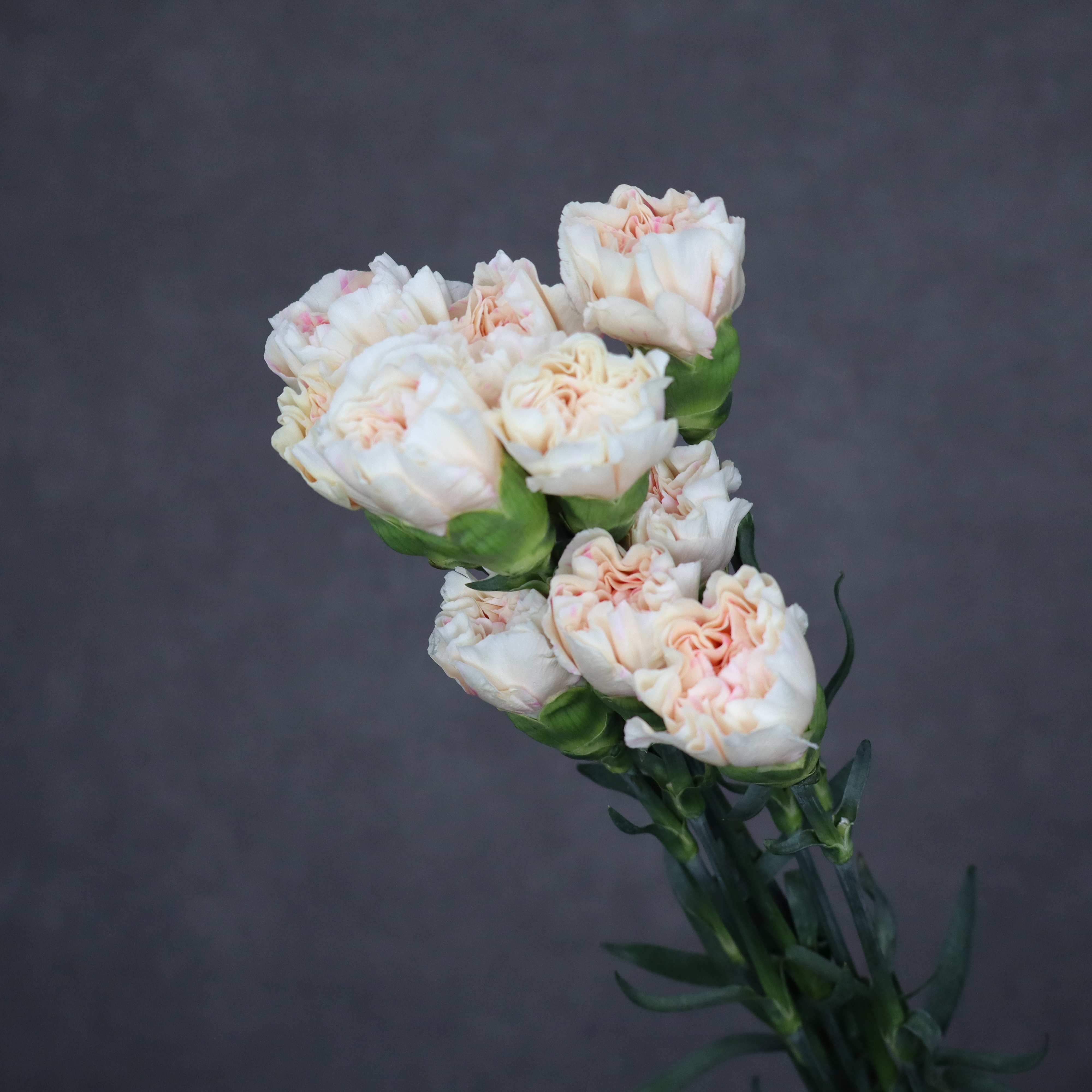 【SALE】カーネーション　アップルティ　  70cm　※クレーム対象外