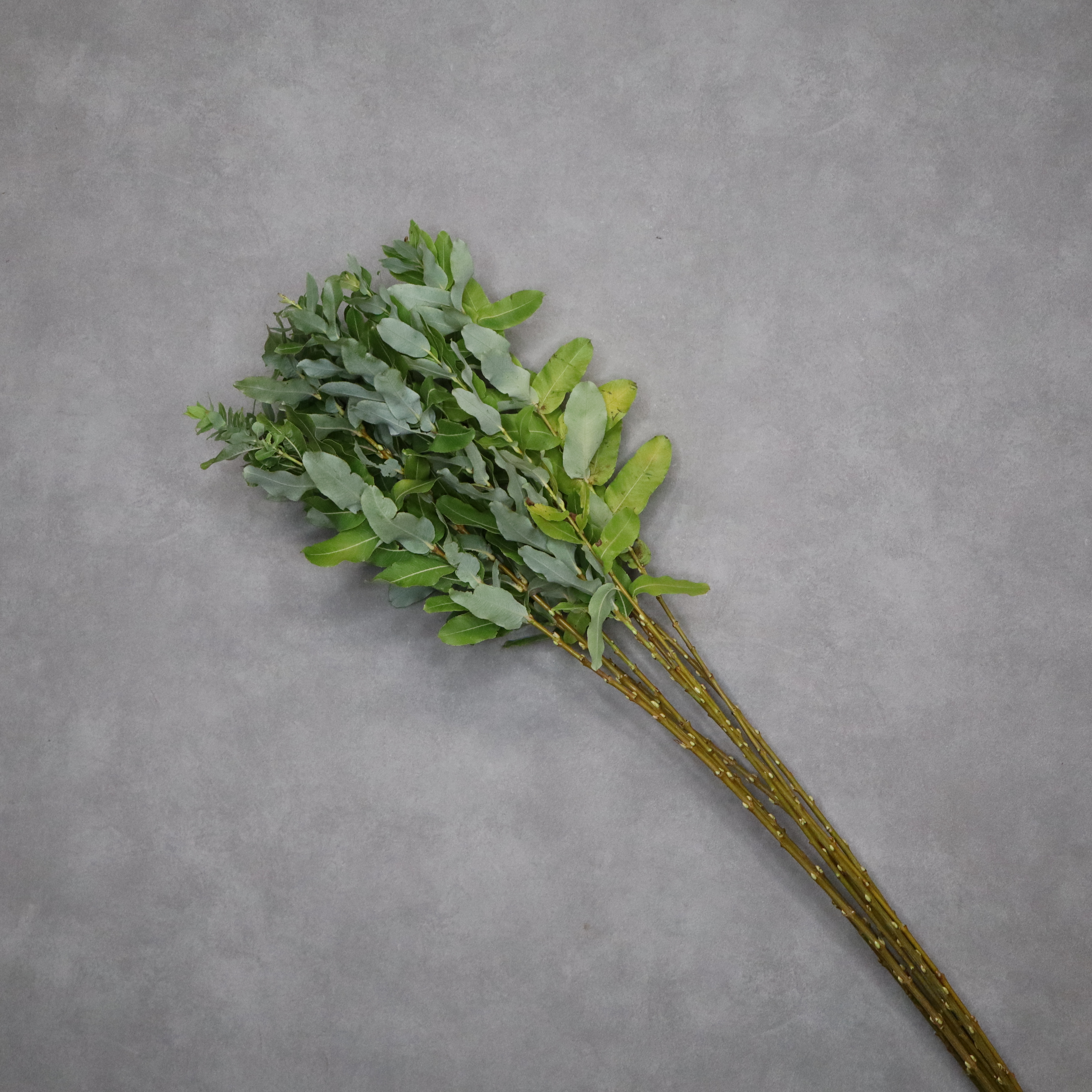 コウリヤナギ　  120cm  ■発送時は90cm以下にカット（横箱配送）