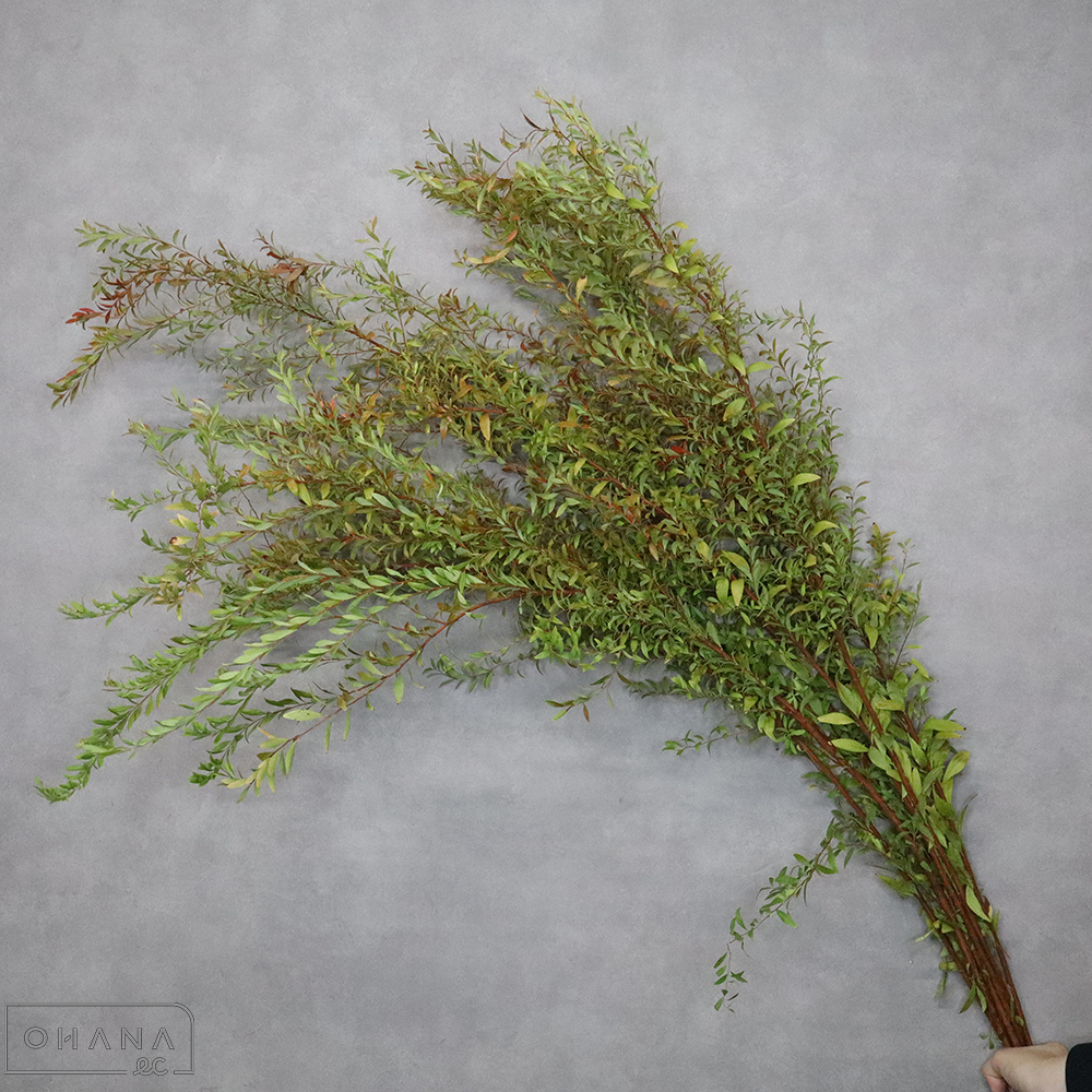 【SALE】ユキヤナギ  紅葉  120-130cm  ■発送時は90cm以下にカット（横箱配送）　※クレーム対象外