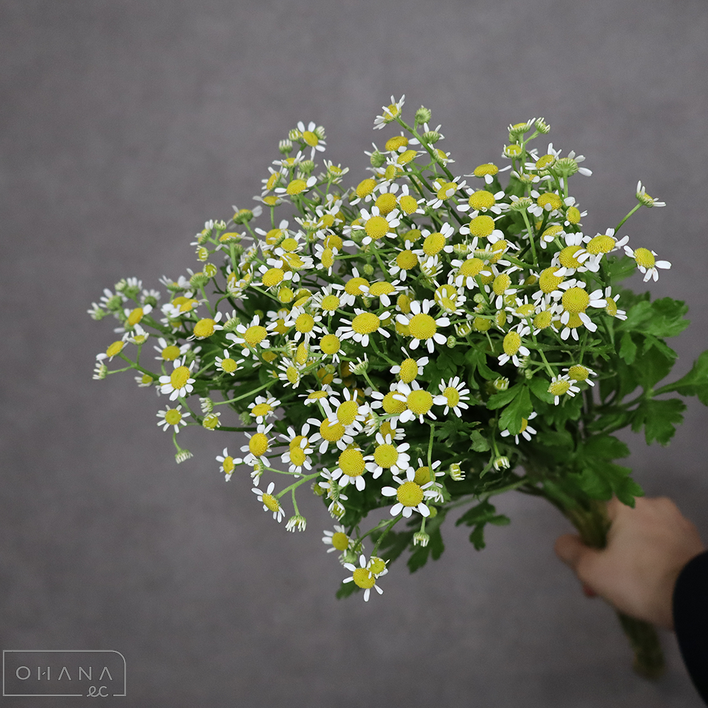 マトリカリア　シングルベグモ  L60cm