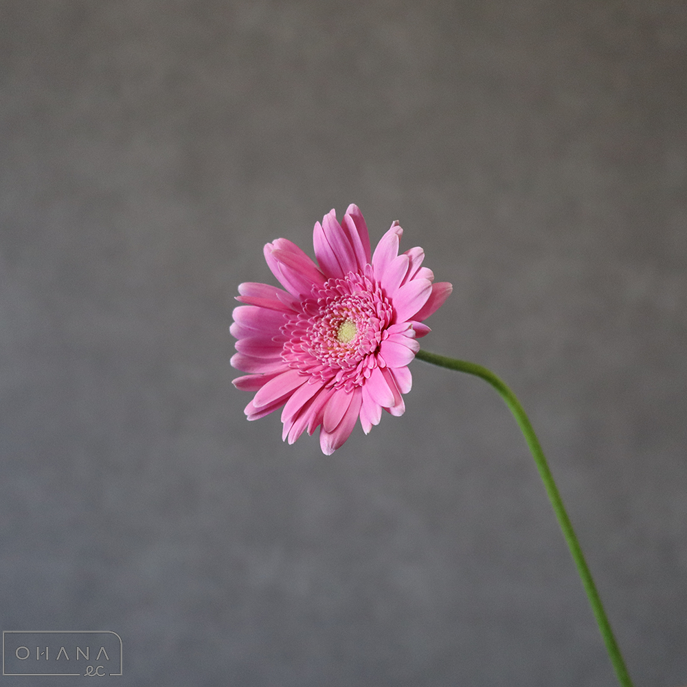 ガーベラ小輪ピンク　アンドリーナ　60cm