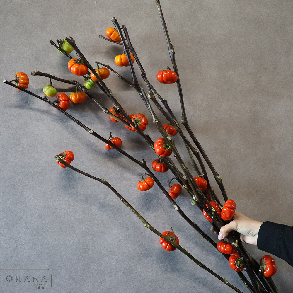 ソラナム  パンプキン　秀 90cm  ■発送時は90cm以下にカット（横箱配送）