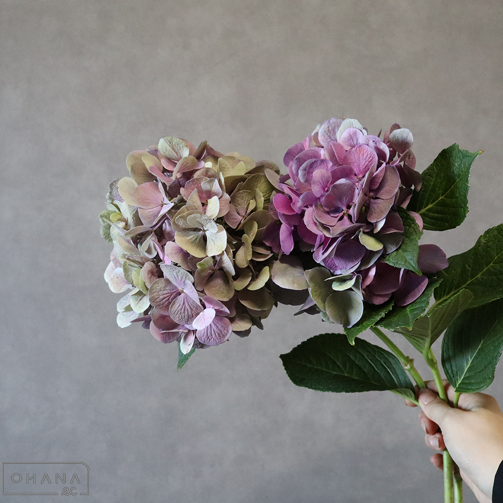 アジサイ　Ａ．Ｍガーネットピンク　 花15cm  ※２本束