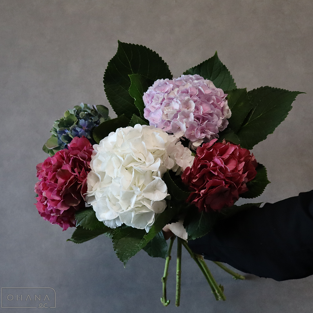 アジサイ　 ② MIX  花15cm