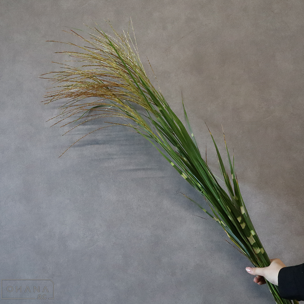 タカノハススキ　100cm ■発送時は75cm以下にカット