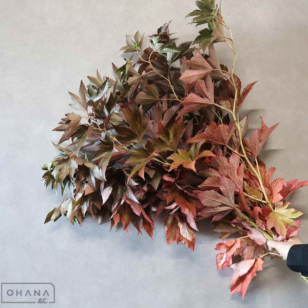 キイチゴ　紅葉染め　秀 90cm ■発送時は75cm以下にカット