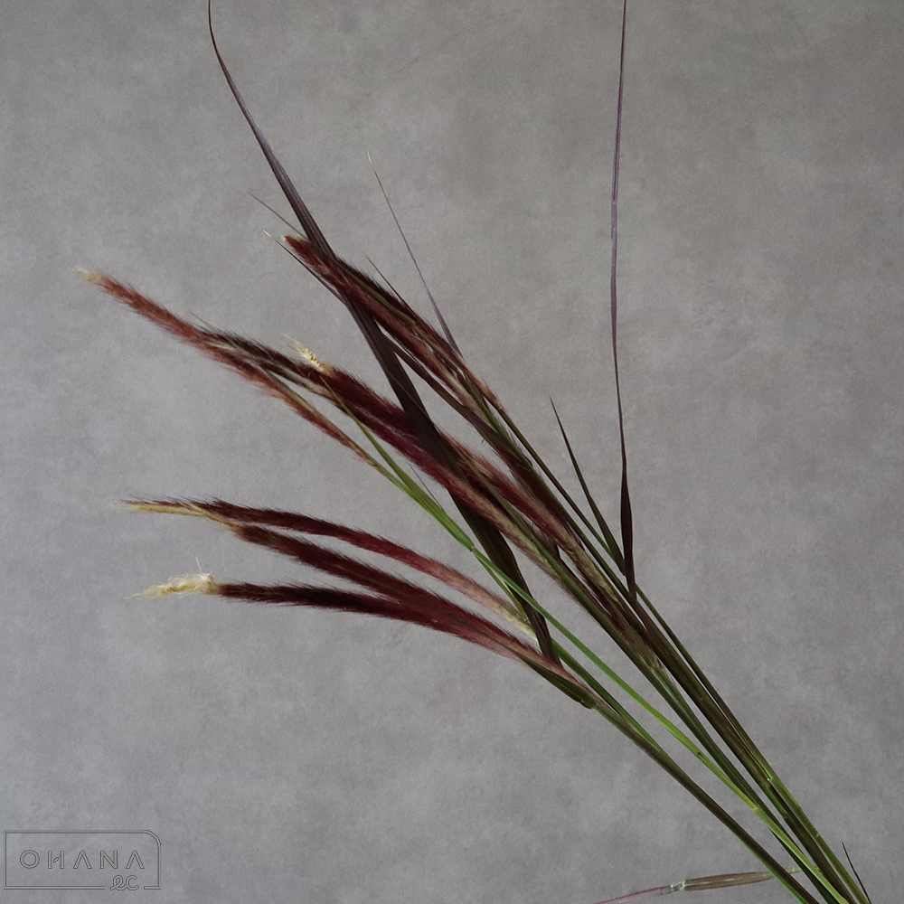 ペニセタム　パープルファウンテングラス　秀 60cm