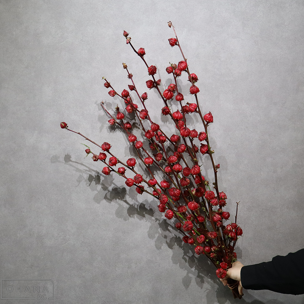 ハイビスカス　ローゼル　80cm　■発送時は75cm以下にカット