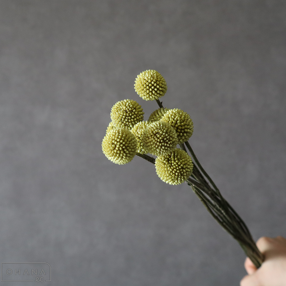 クラスペティア　  60cm