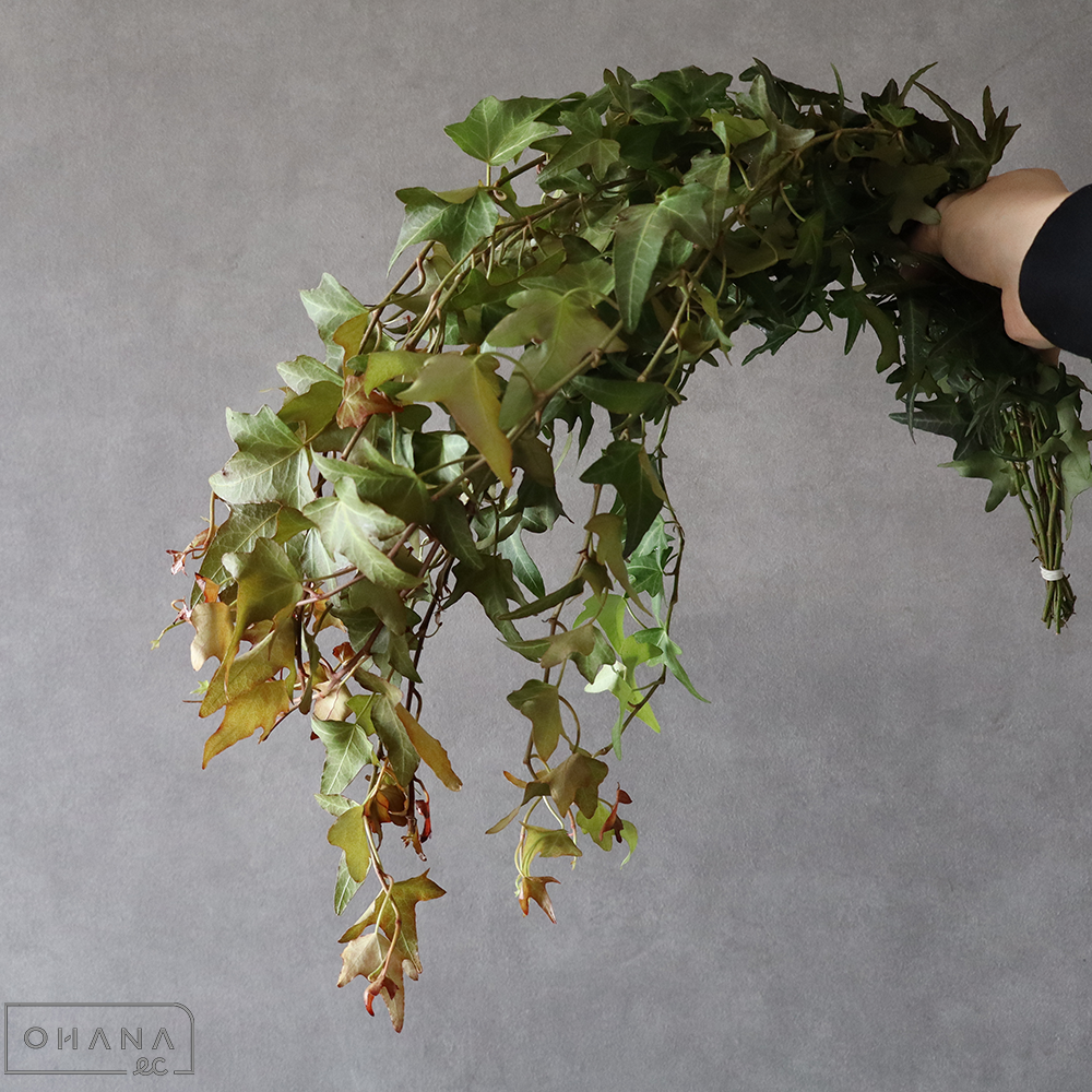 アイビー　ライトセピア  60cm