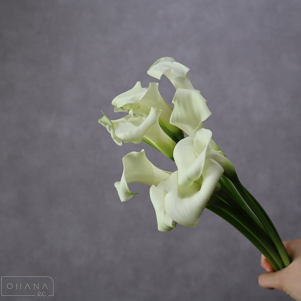カラー白　ホワイトフラート 秀 40cm