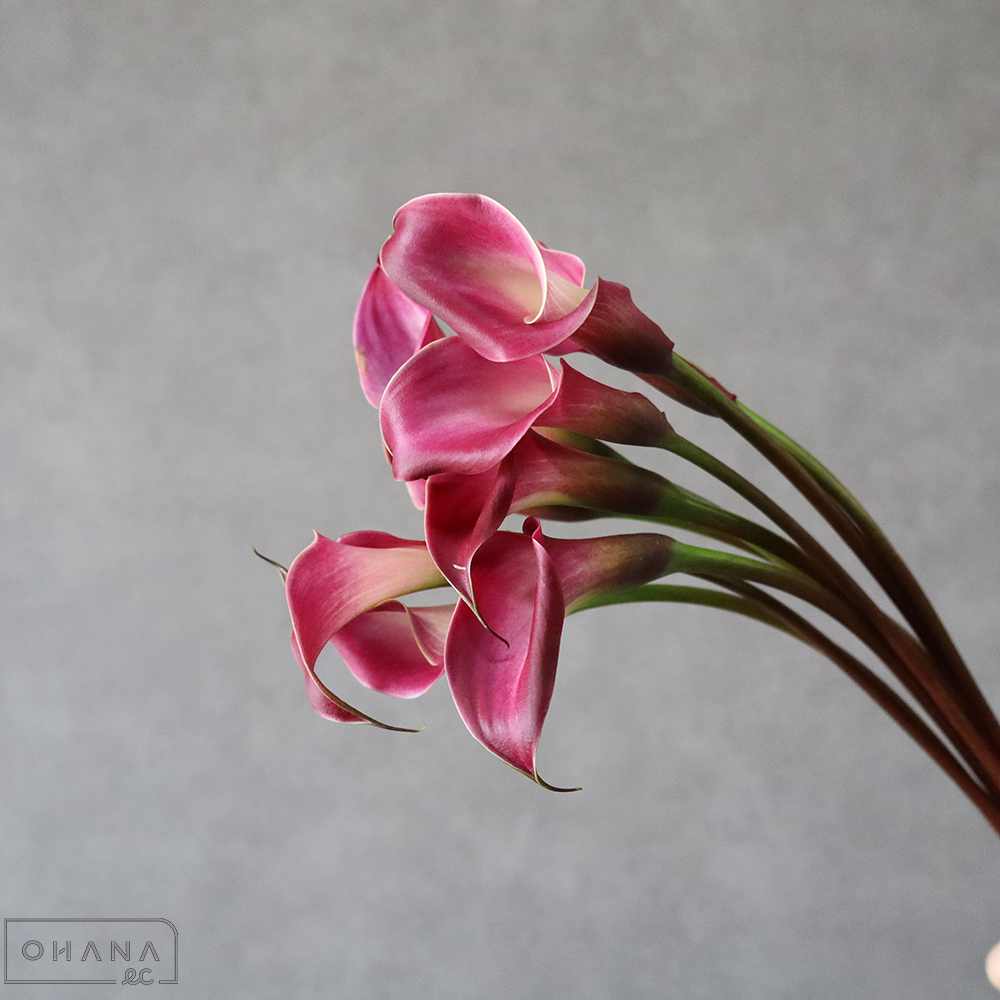 カラー　キャプテンレッドウッド Ａ  45-35cm