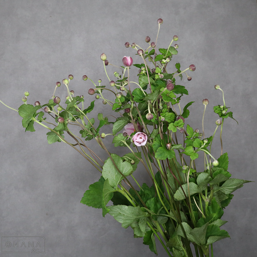 シュウメイギク　ピンク　　75cm