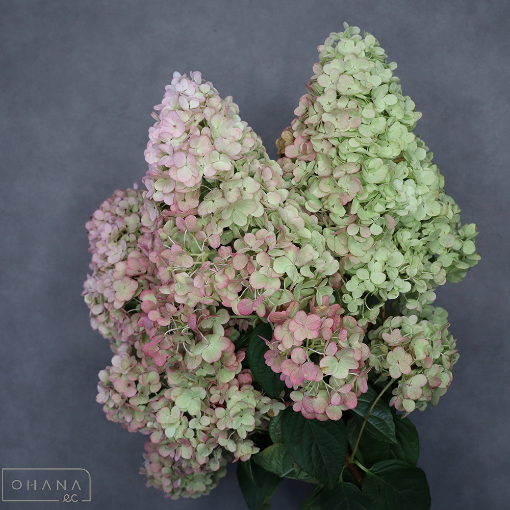 アジサイ　サンデーフレイズ　秋色　　秀特大 75cm  ※4本束
