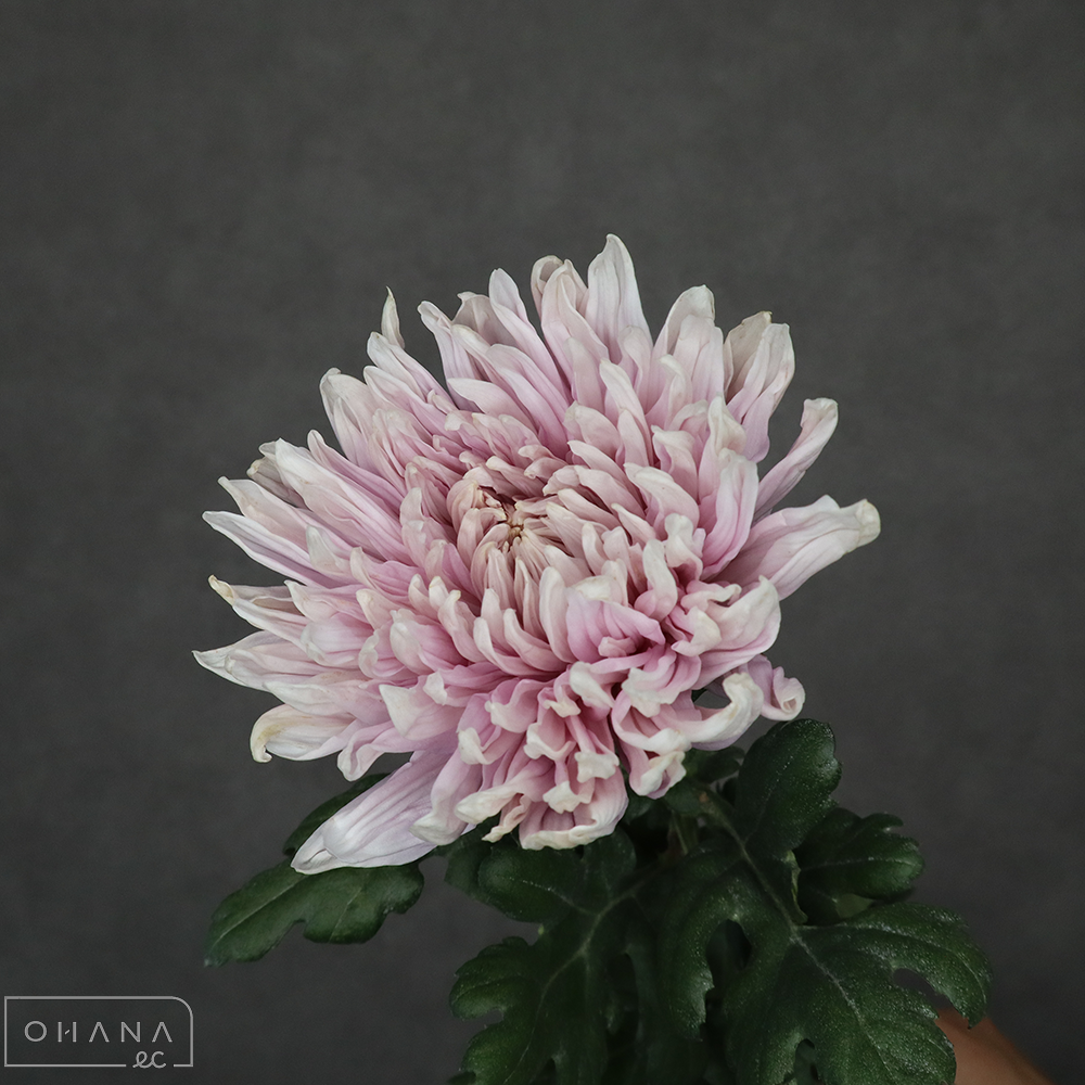 マム　ロサーノ　　70cm