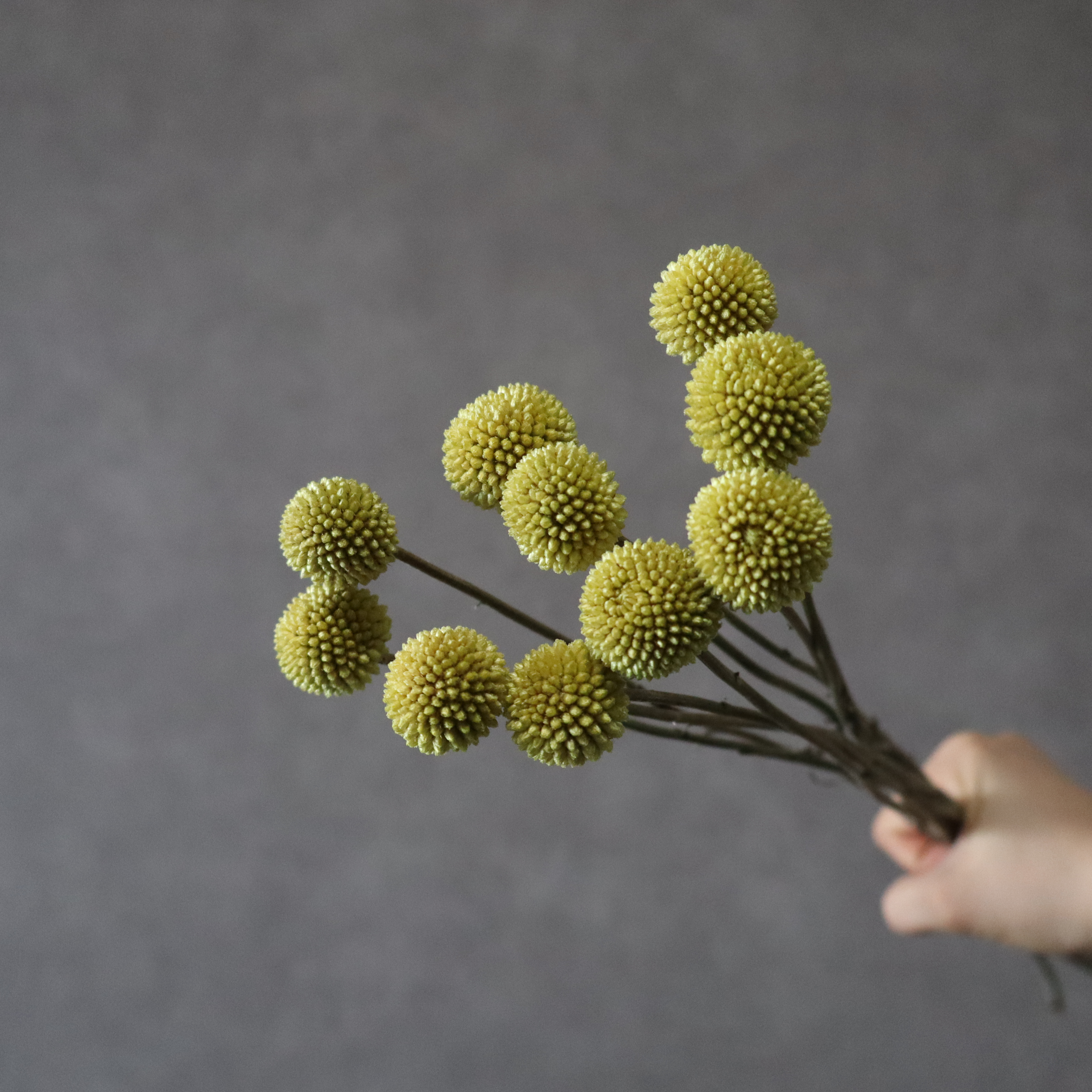 クラスペディア　　60cm