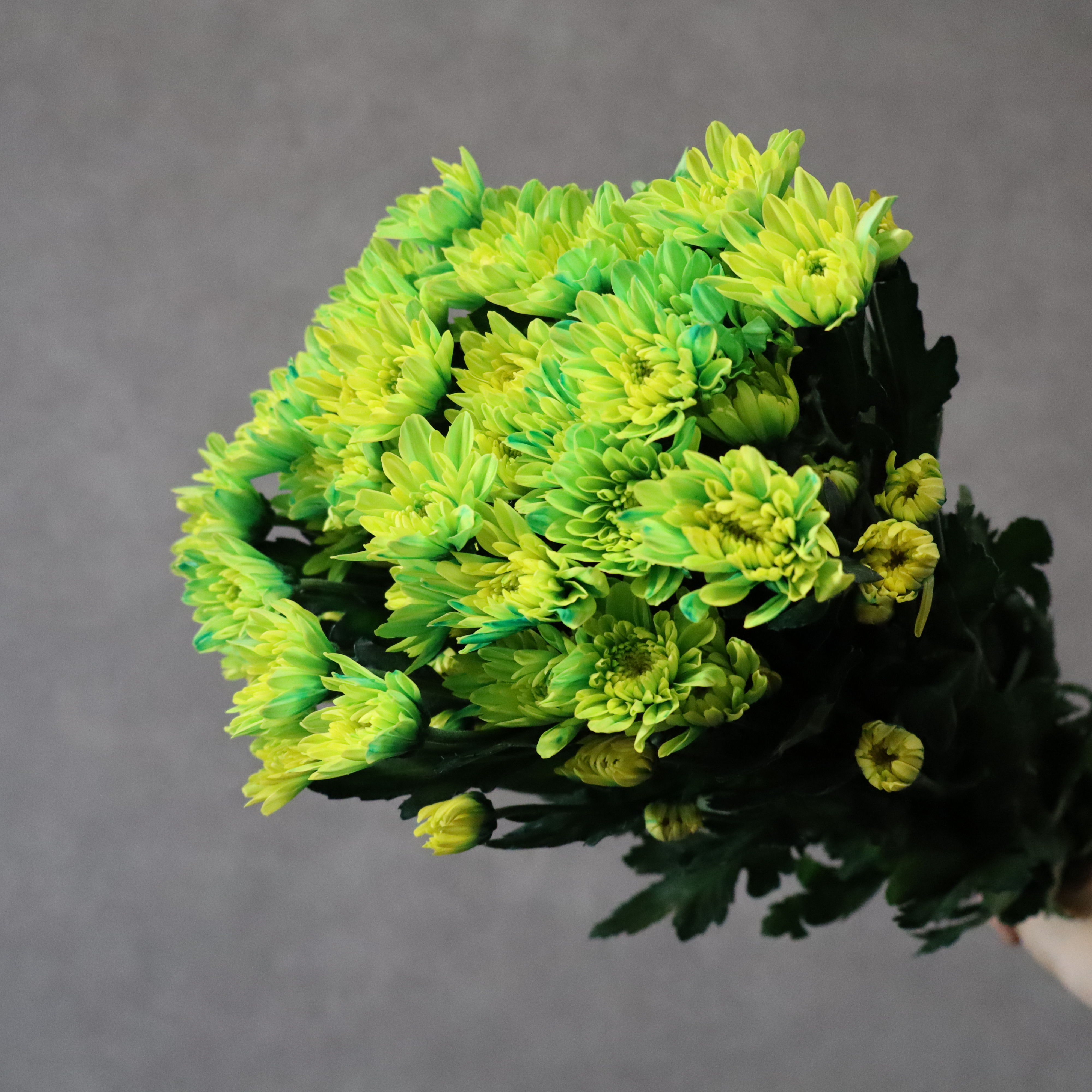 スプレーマム　八重染め ④　75cm