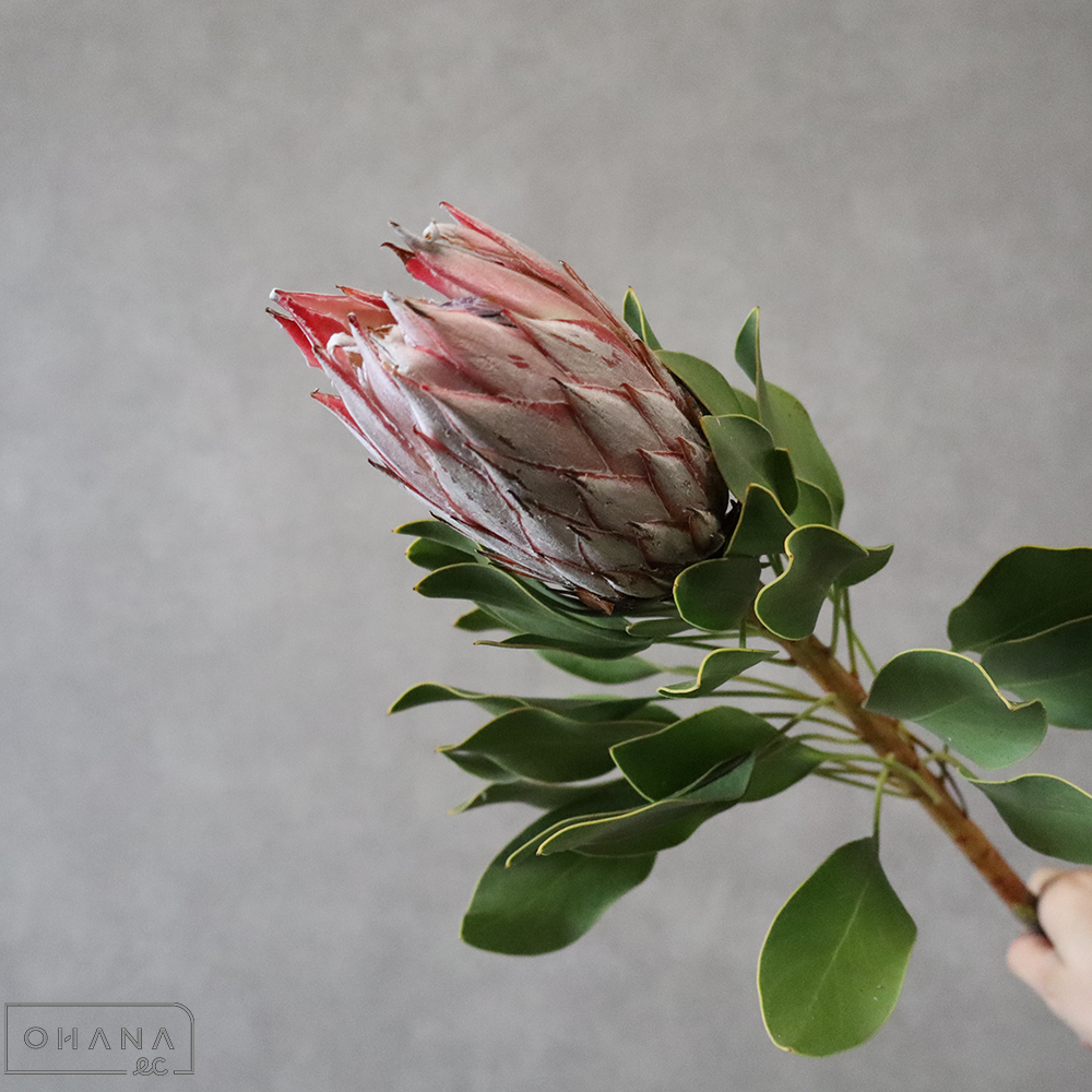 プロテア　キングプロテア 60cm   ※葉傷みあり・個体差あり