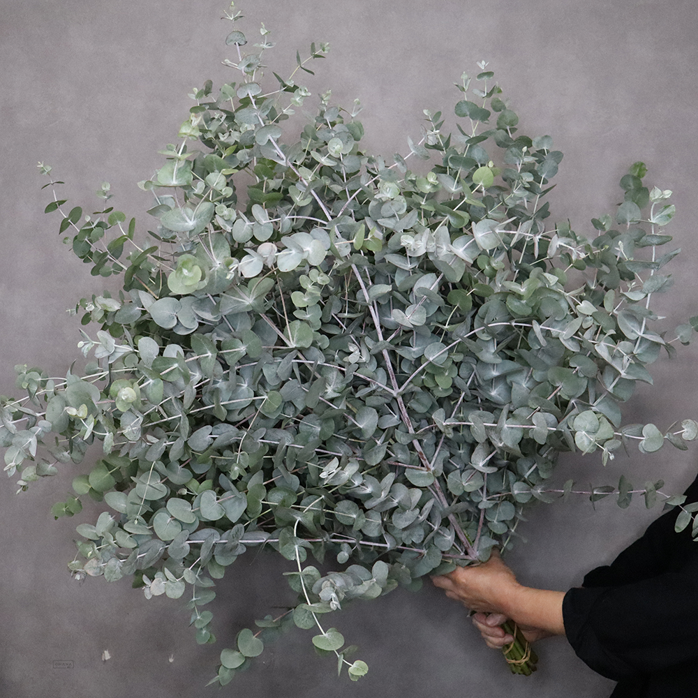 ユーカリ　銀丸葉　  100-90cm ■発送時は90cm以下にカット（横箱配送）