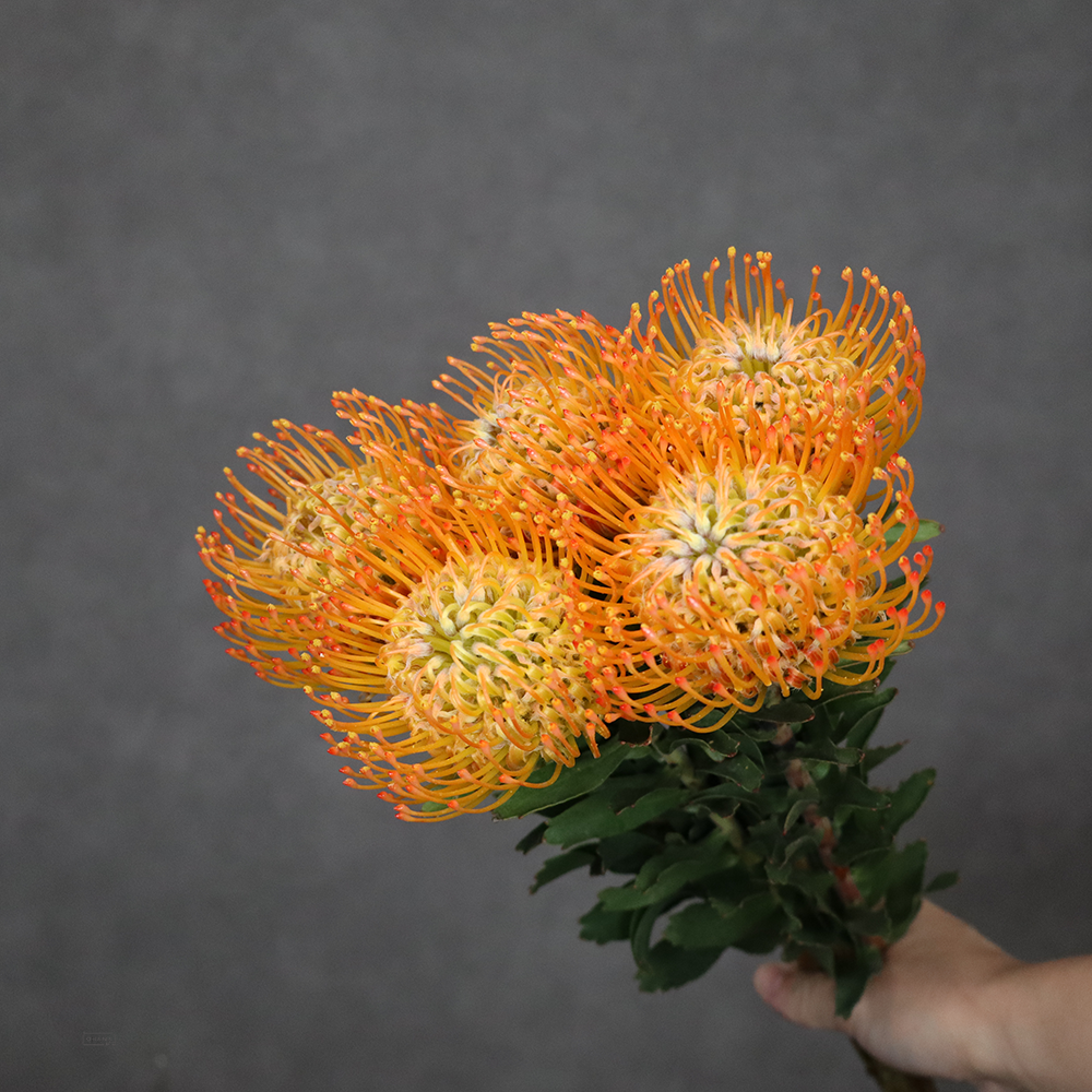 ピンクッション　アヨバサン　  60cm