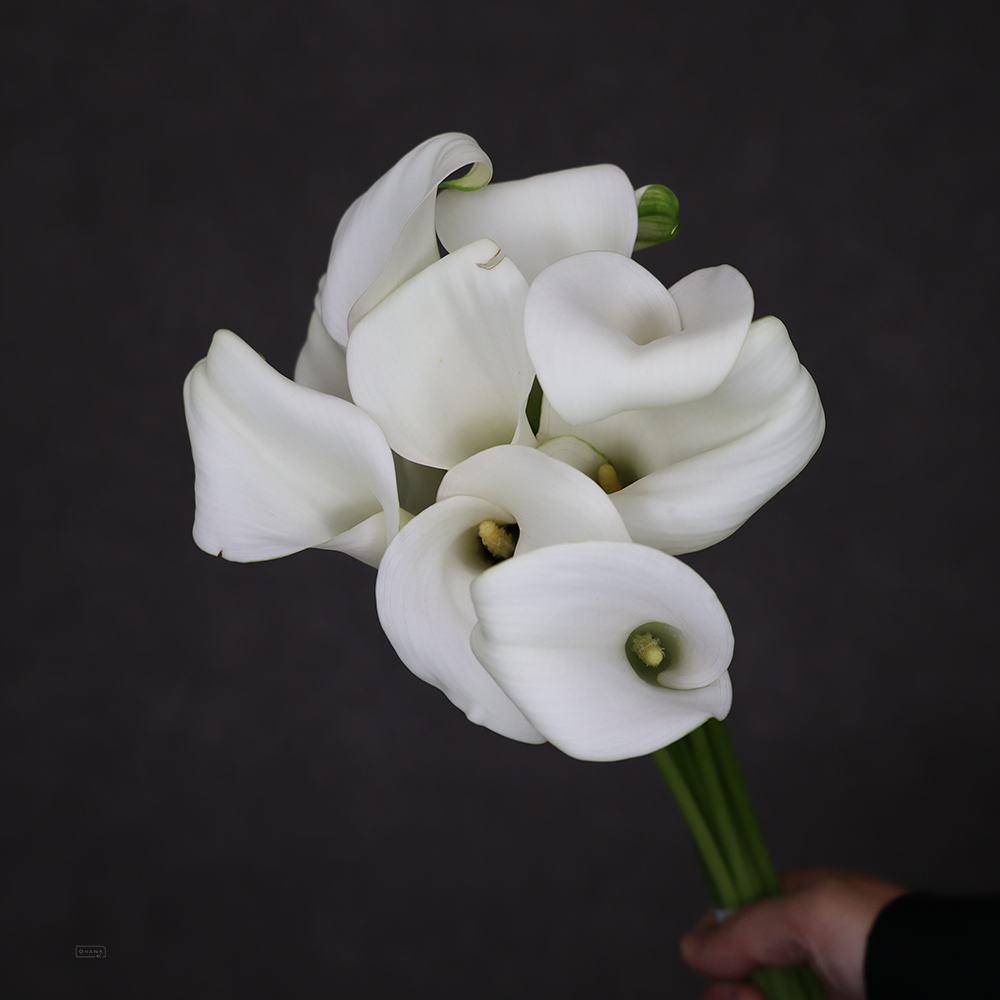 カラー　キャプテンベンチュラ　Ａ  50-45cm