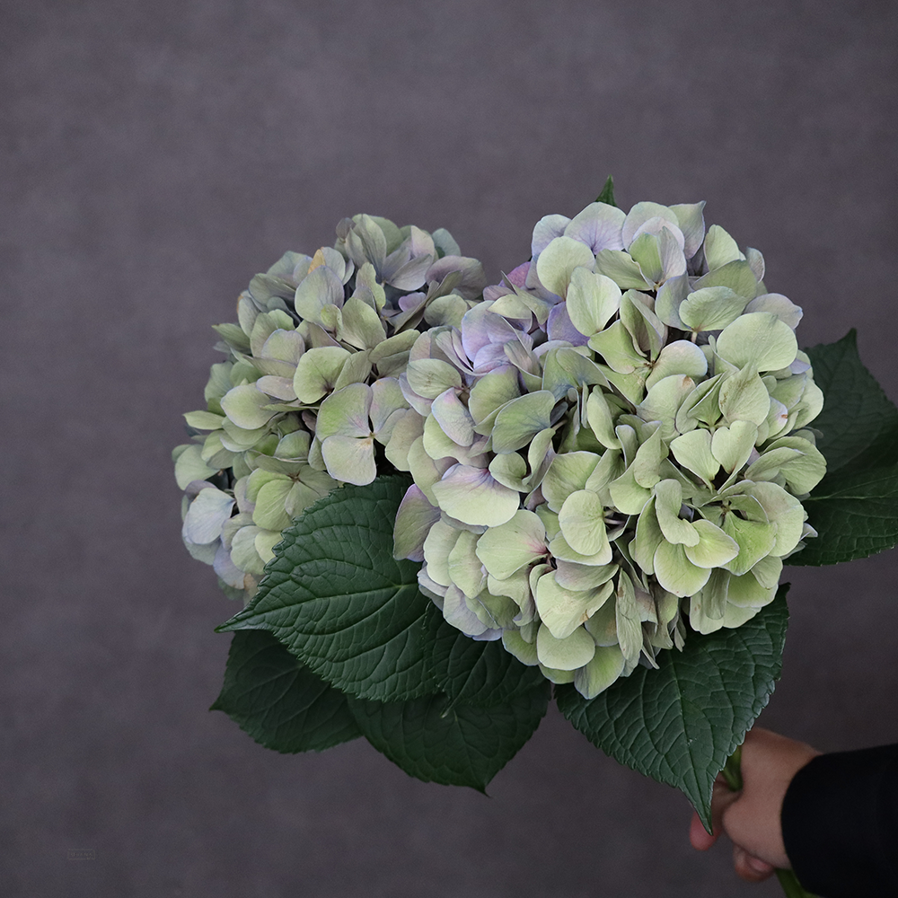 アジサイ　Ａ．Ｍガーネットパープル　 花15cm