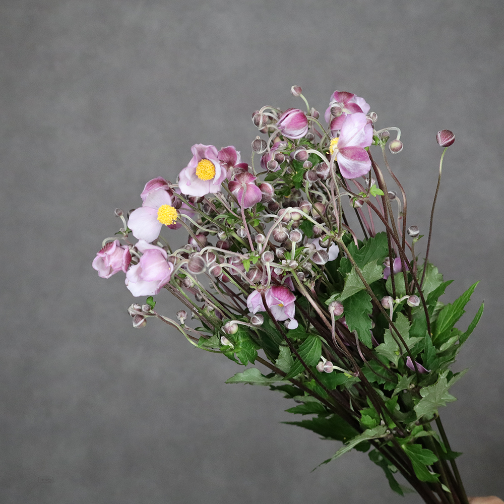 シュウメイギク　ピンク　75cm