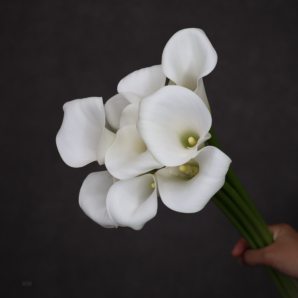 カラー白　サッポロ　40cm
