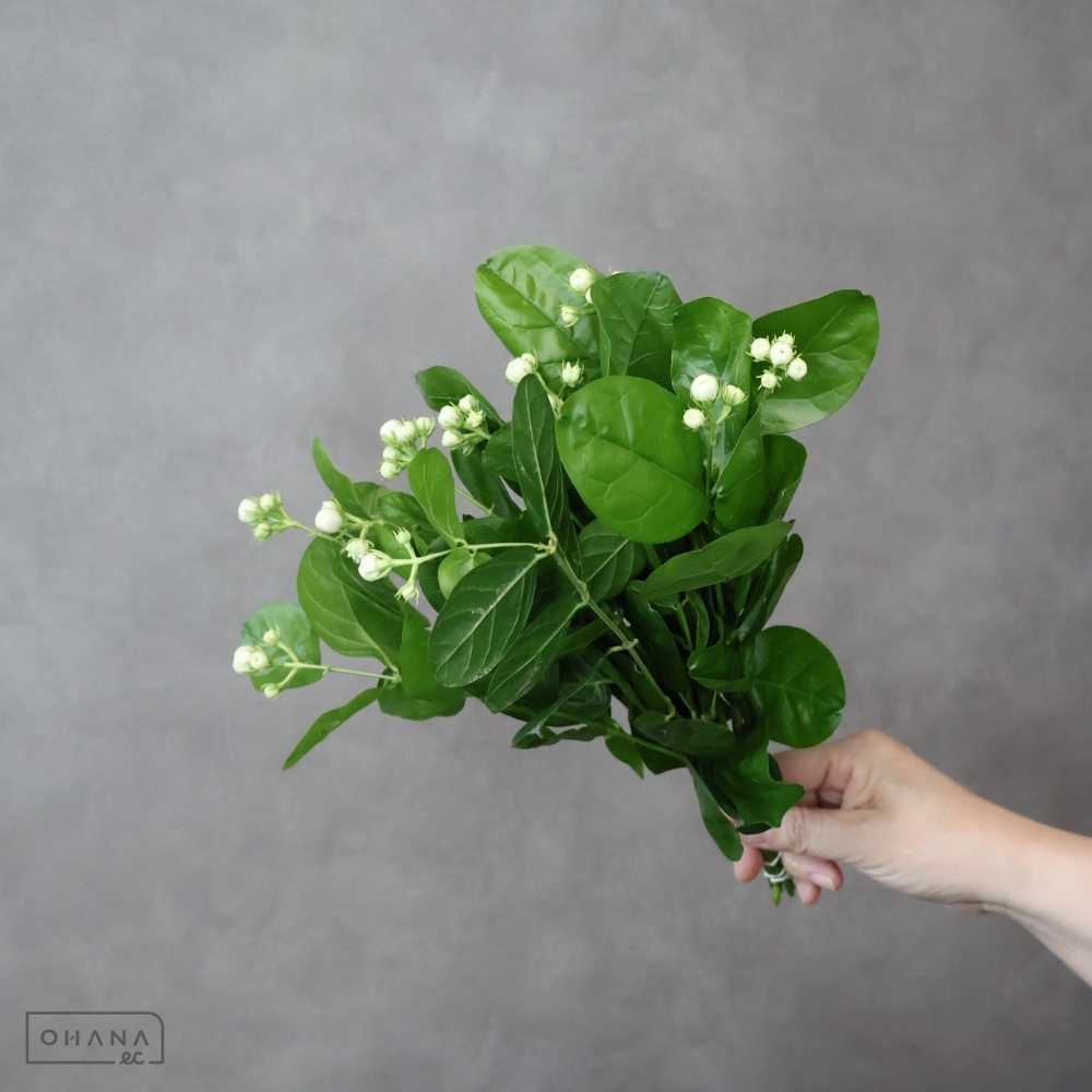 マツリカ 花有り　 40cm