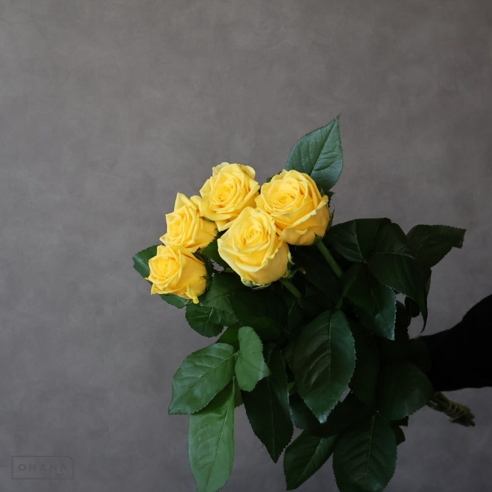 バラ黄　ソラーレ　70cm 