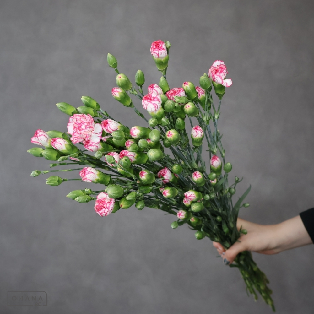 Sカーネ タイム  70cm