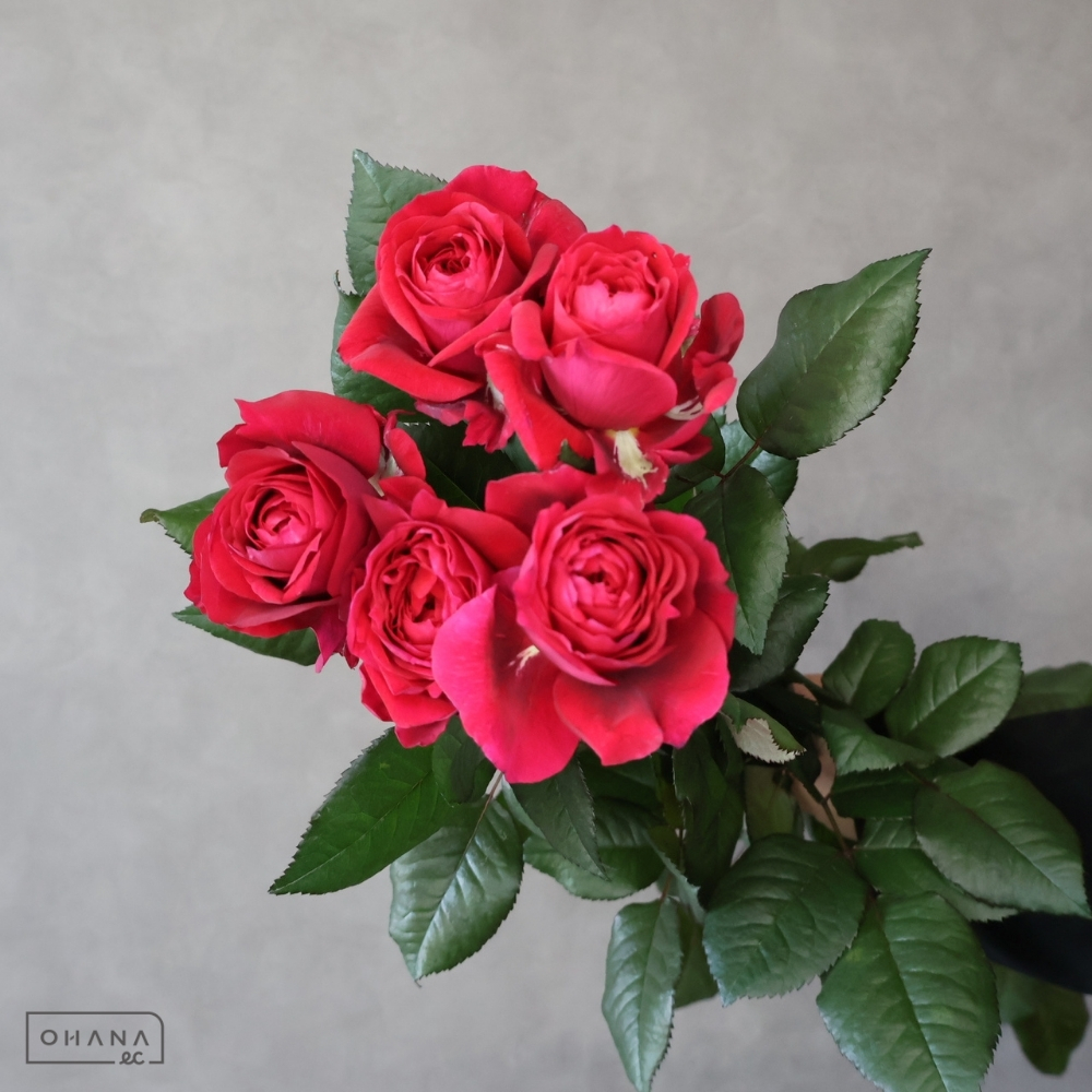 バラピンク セントジェイムスパーク  ※5本束秀 70cm