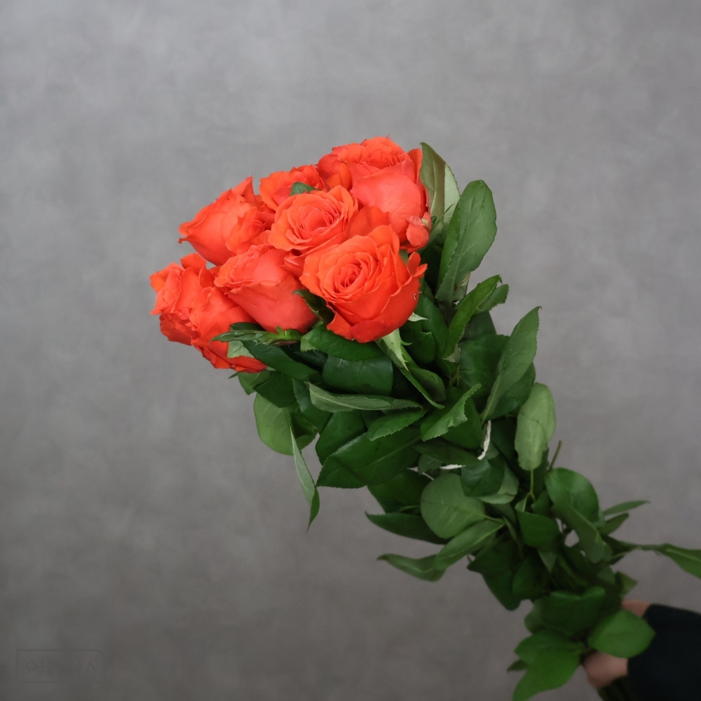 バラオレンジ ロックスター 50cm