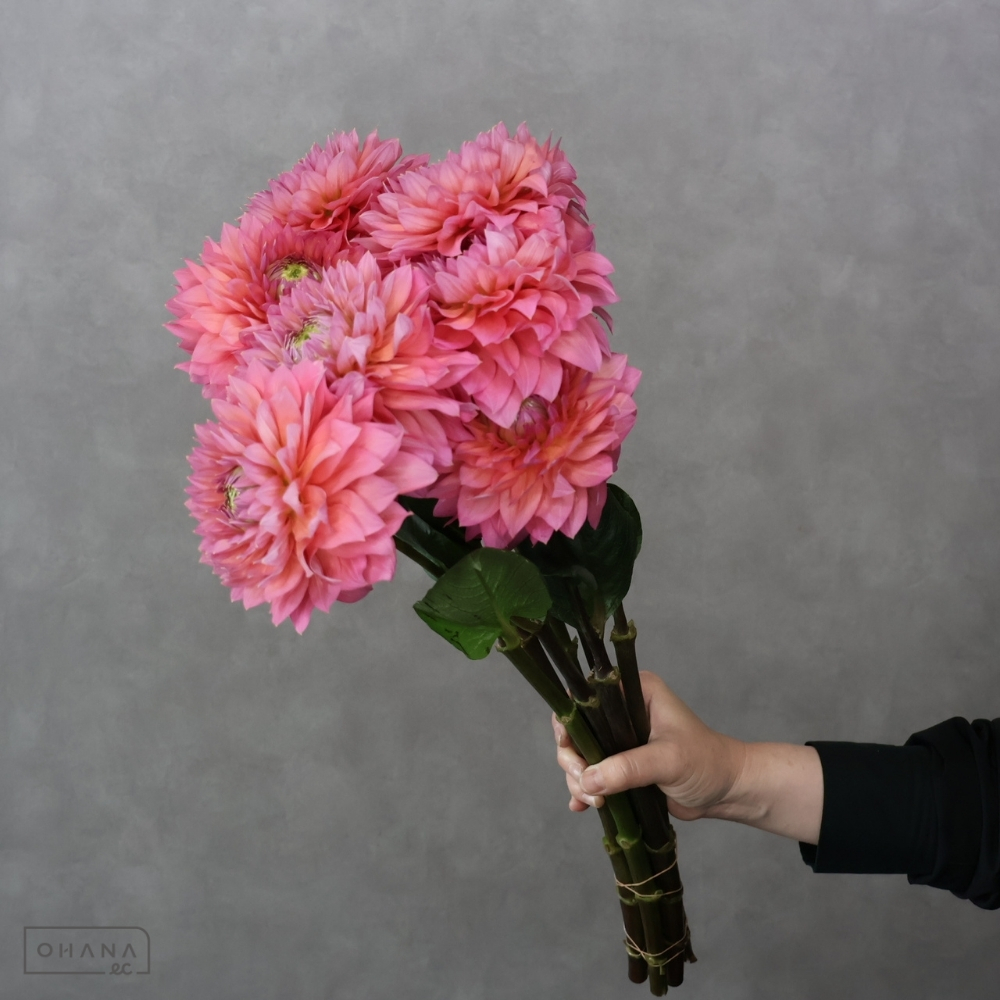ダリアピンク　フラミンゴムーン　秀優 70cm 