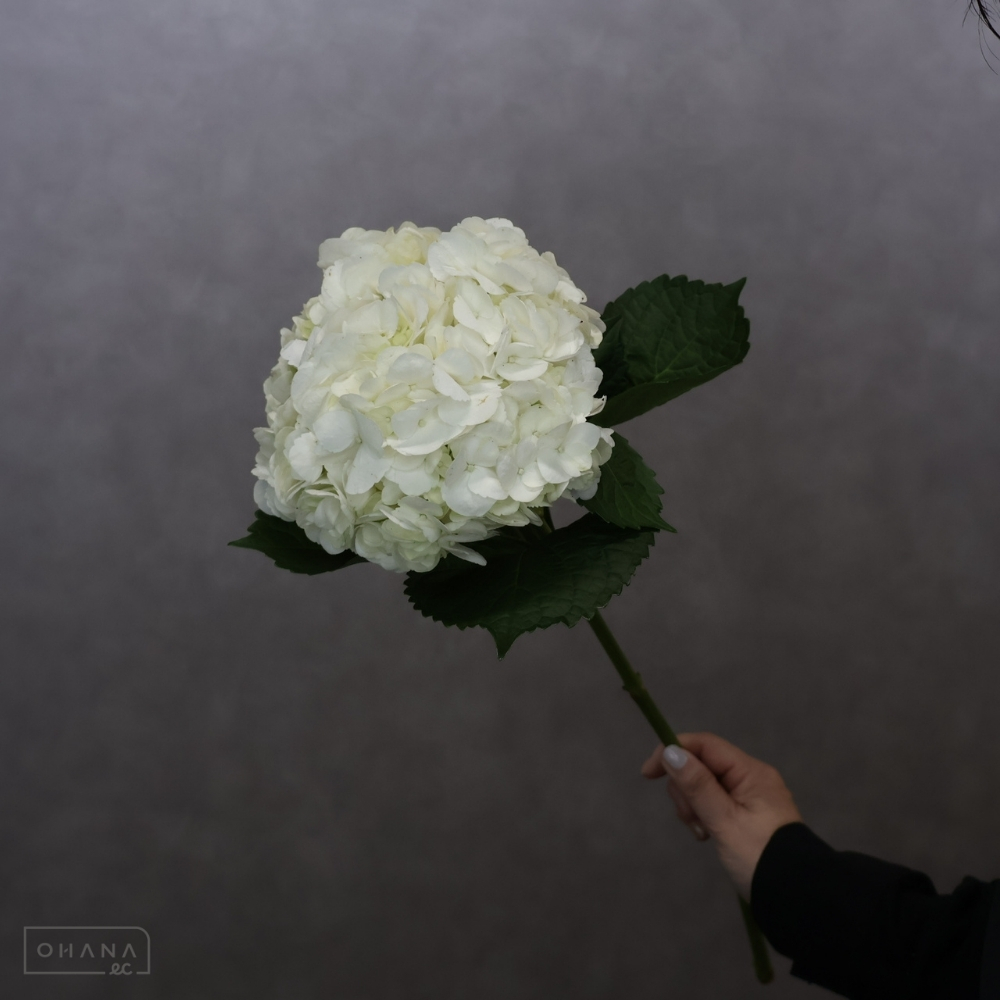 アジサイ　プレミアムホワイト　 60cm